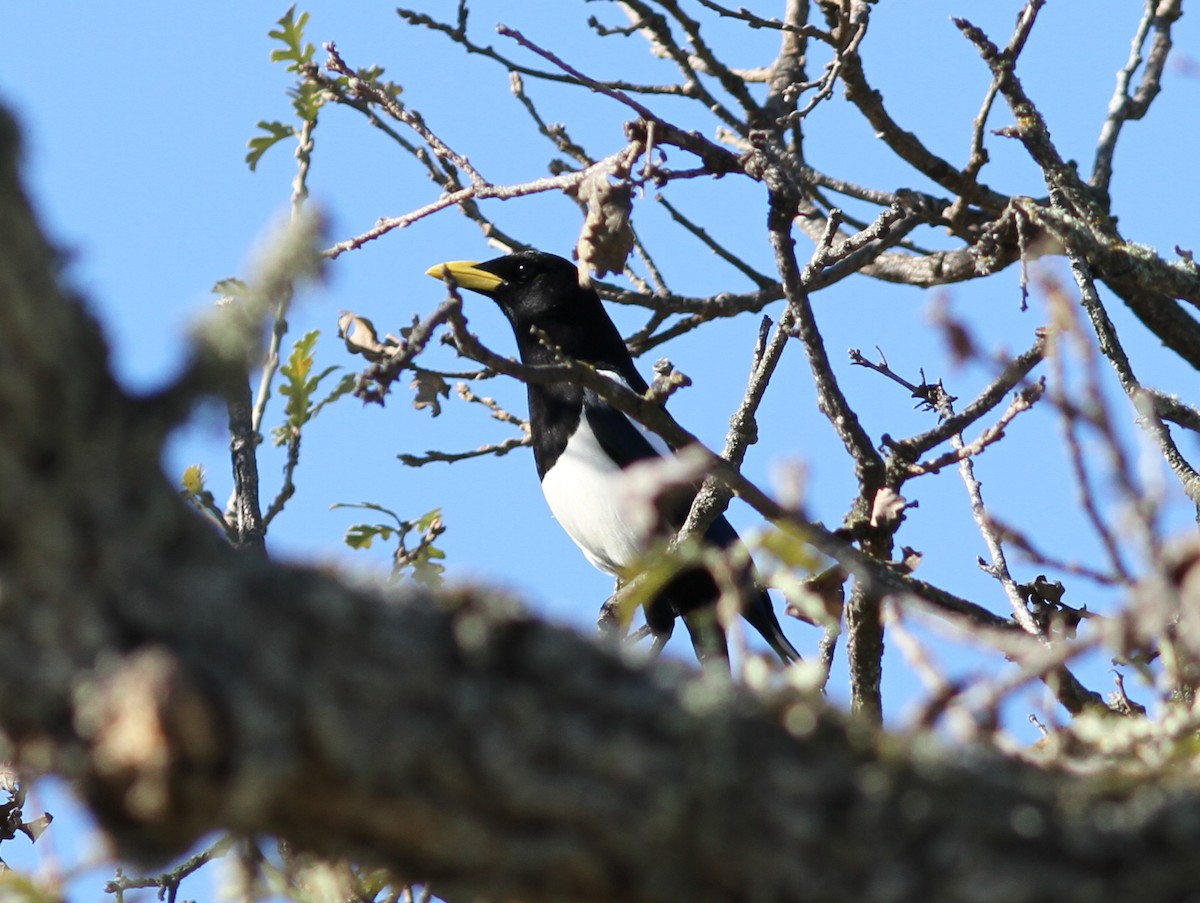 Yellow-billed Magpie - ML637788791