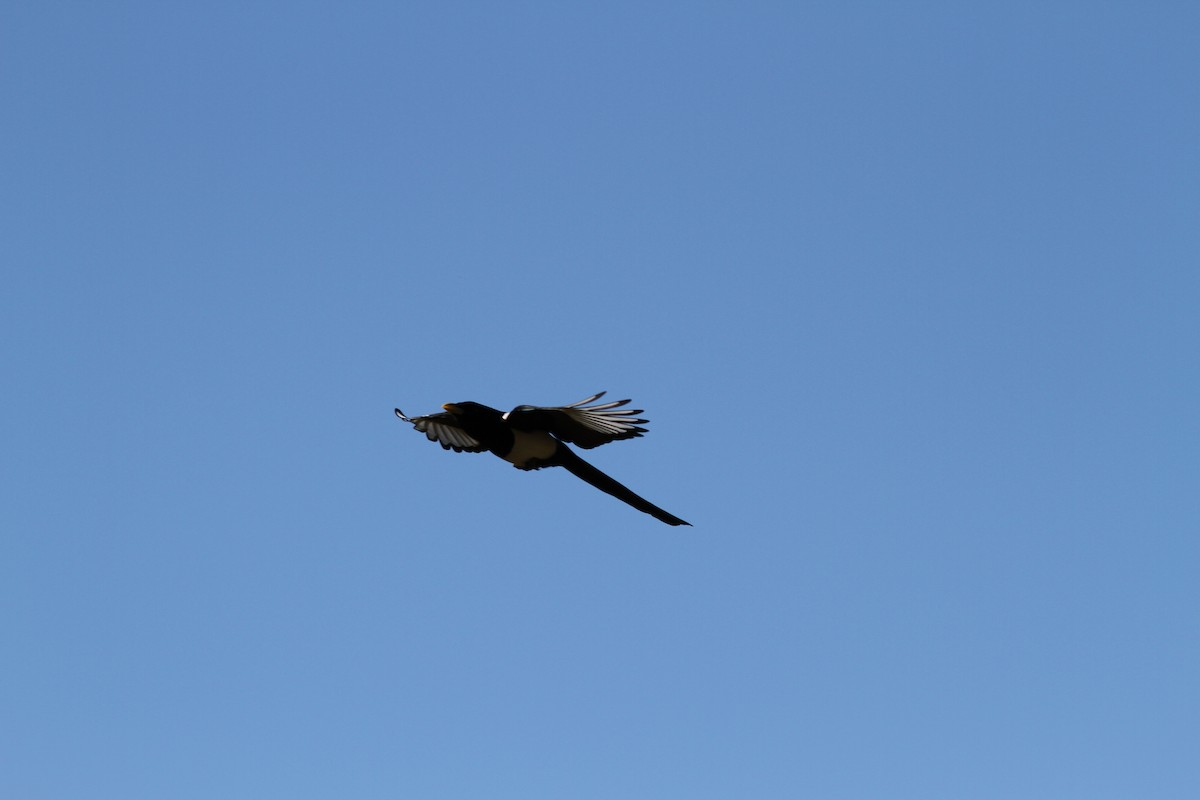 Yellow-billed Magpie - ML637788792