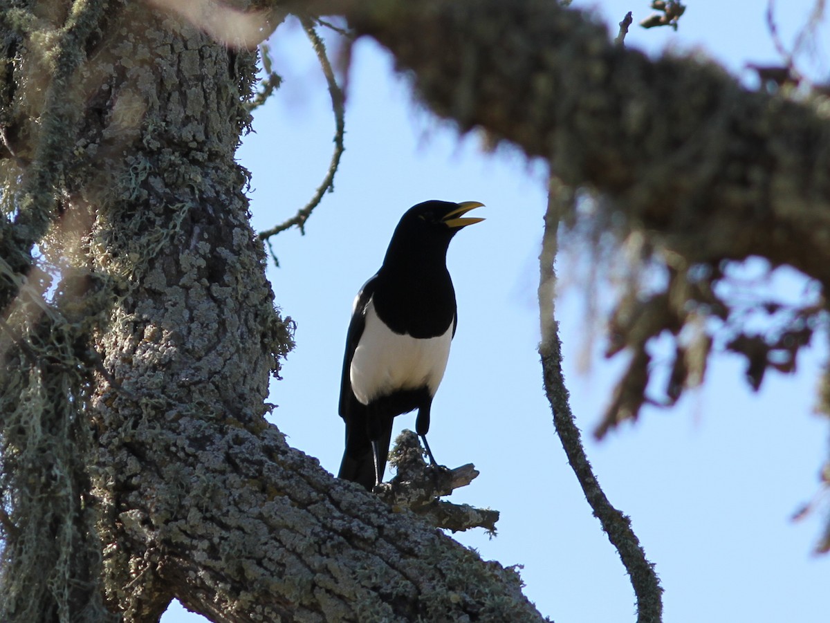 Yellow-billed Magpie - ML637788797