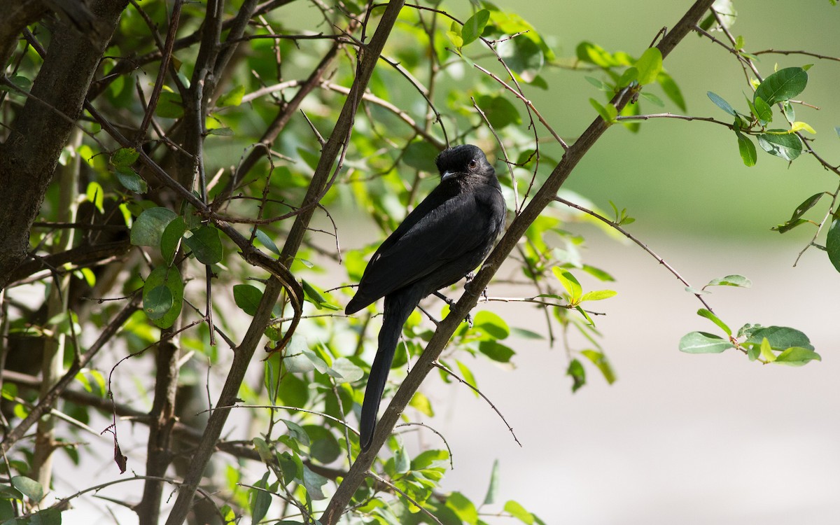 Northern Black-Flycatcher - ML637788845