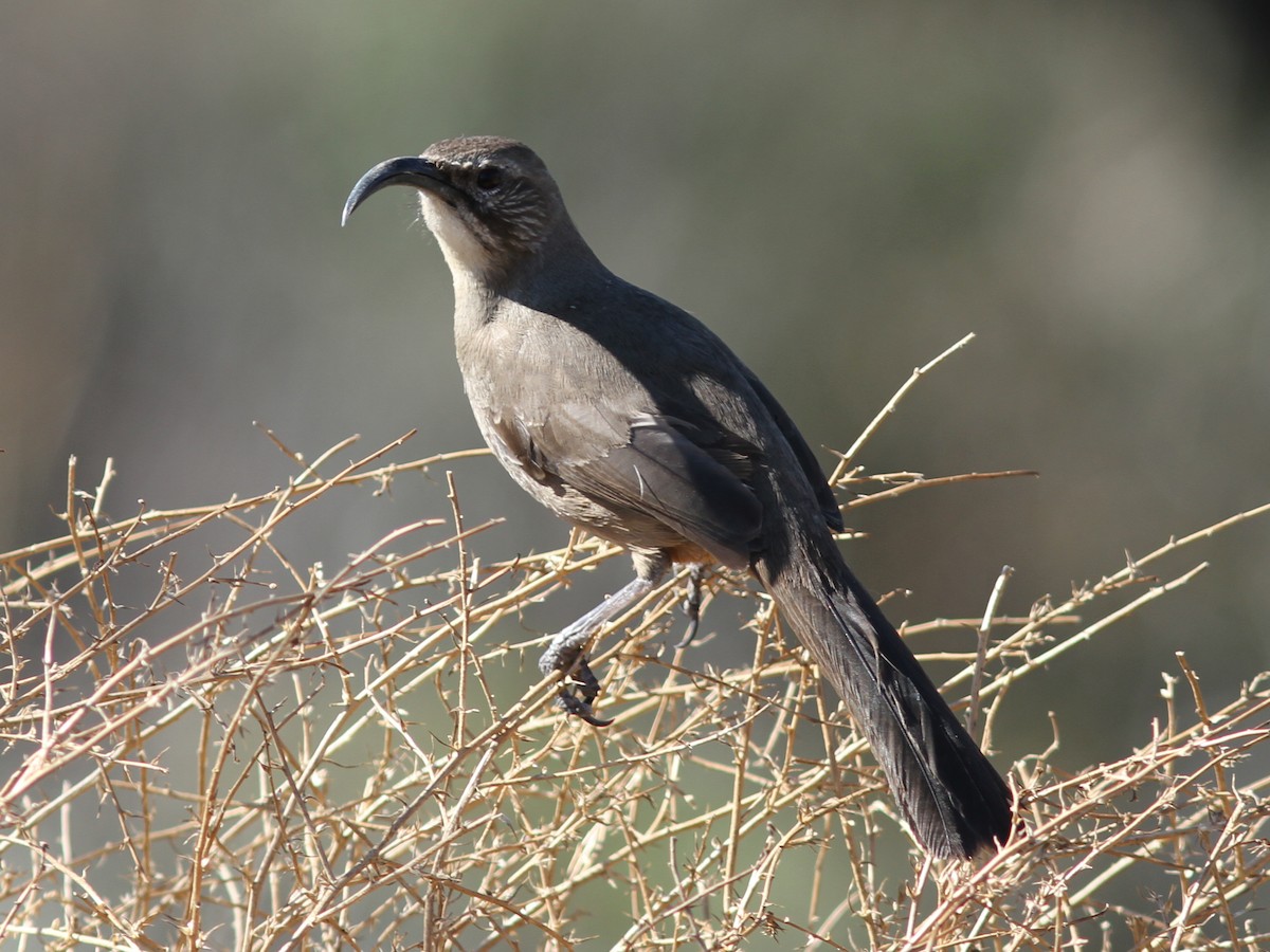 California Thrasher - ML637788870