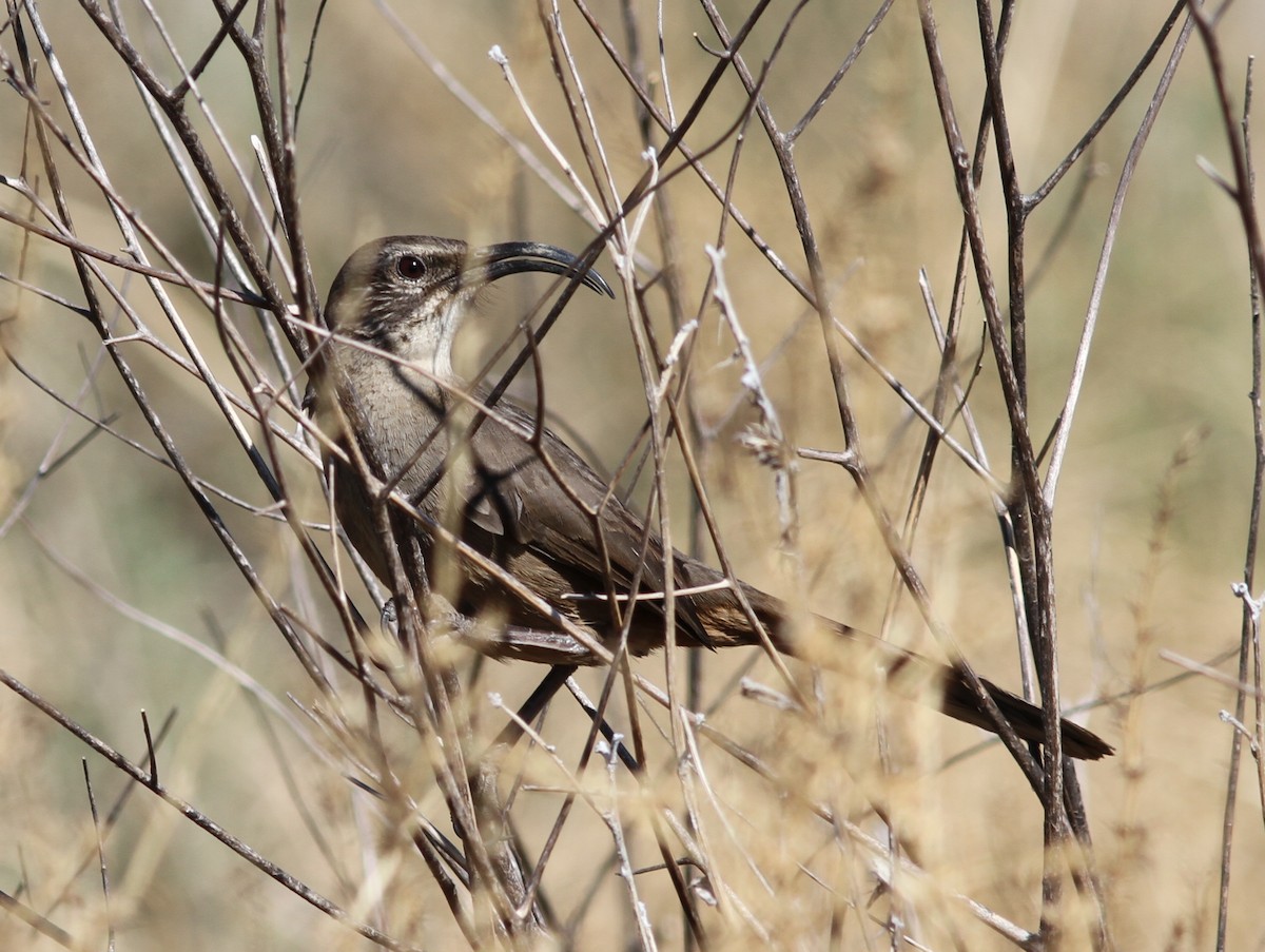 California Thrasher - ML637788874