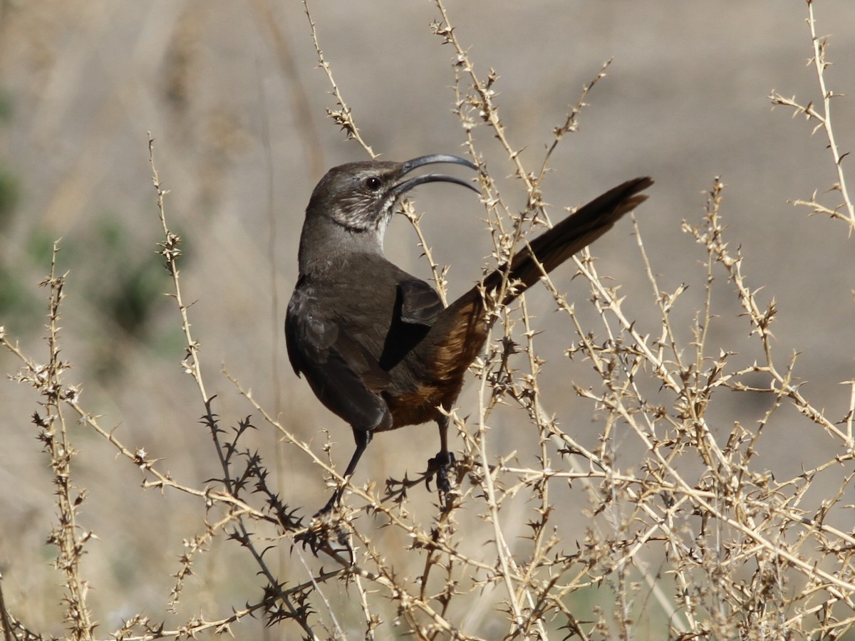 California Thrasher - ML637788878