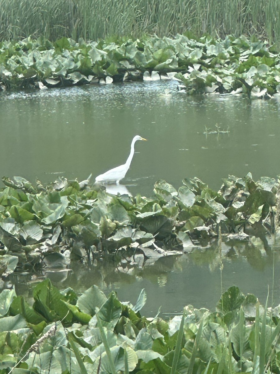 Grande Aigrette - ML637788879