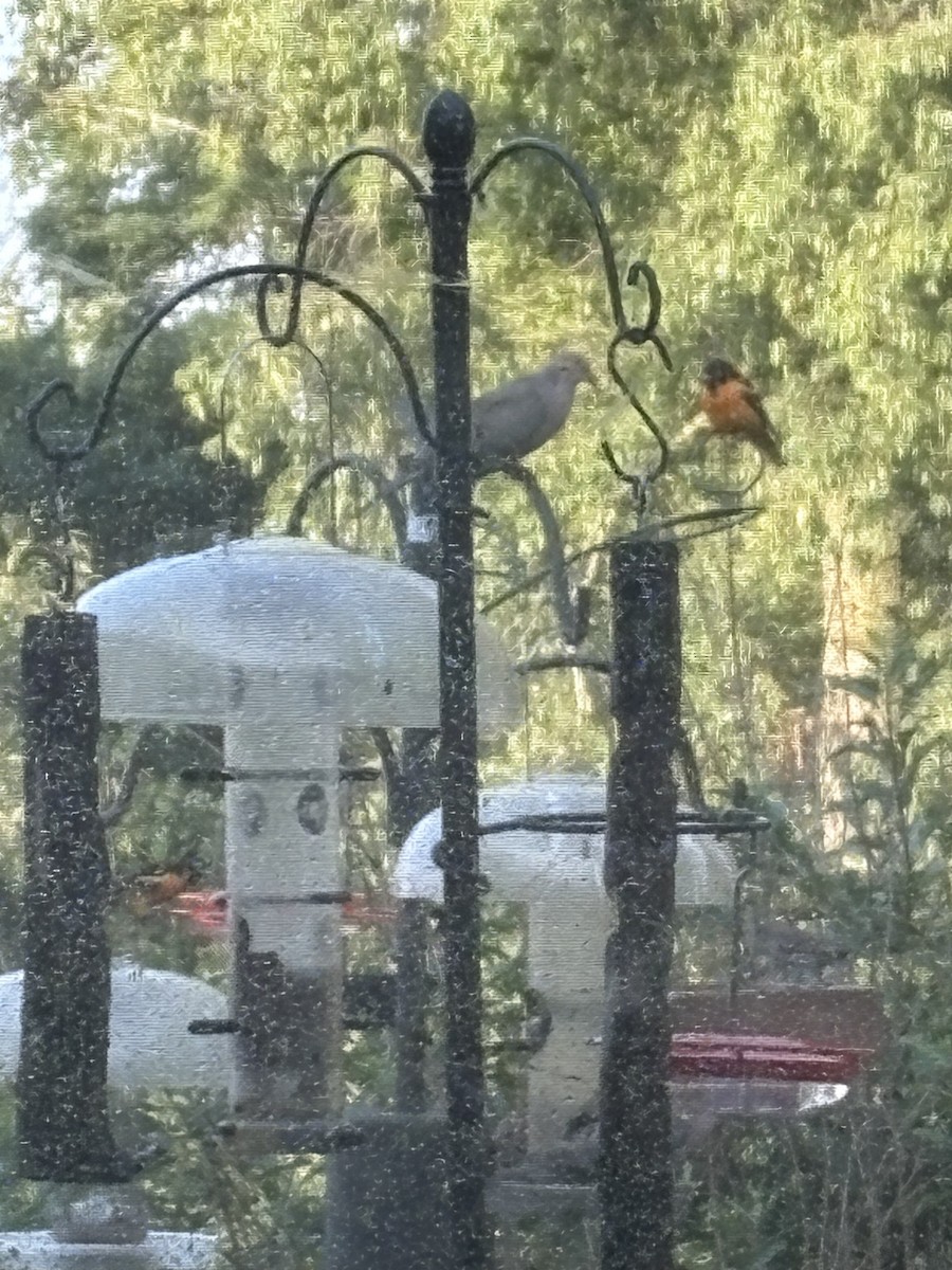 Baltimore Oriole - ML637788936