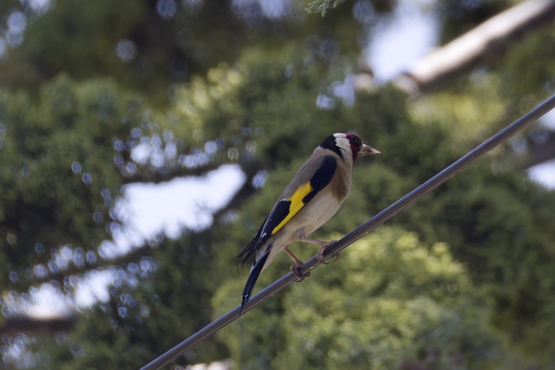 European Goldfinch - ML637788946