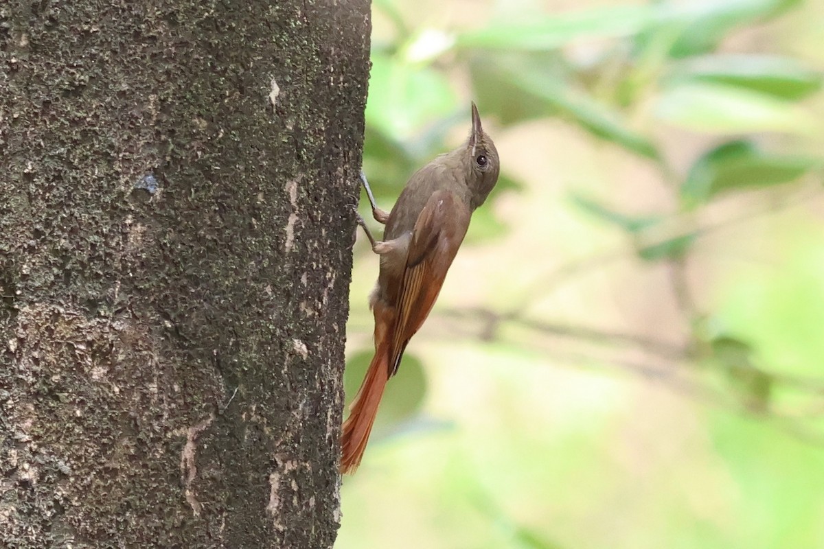 Olivaceous Woodcreeper - ML637788952