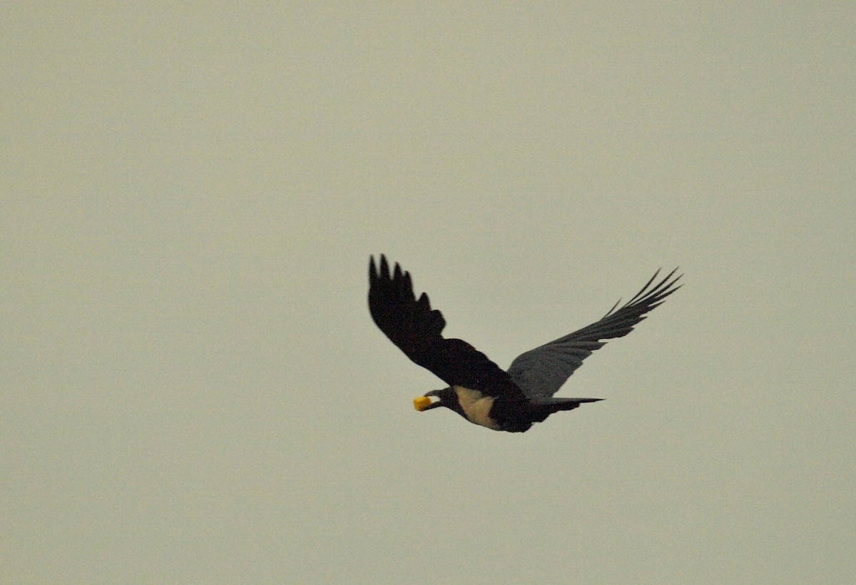 Pied Crow - ML637789045