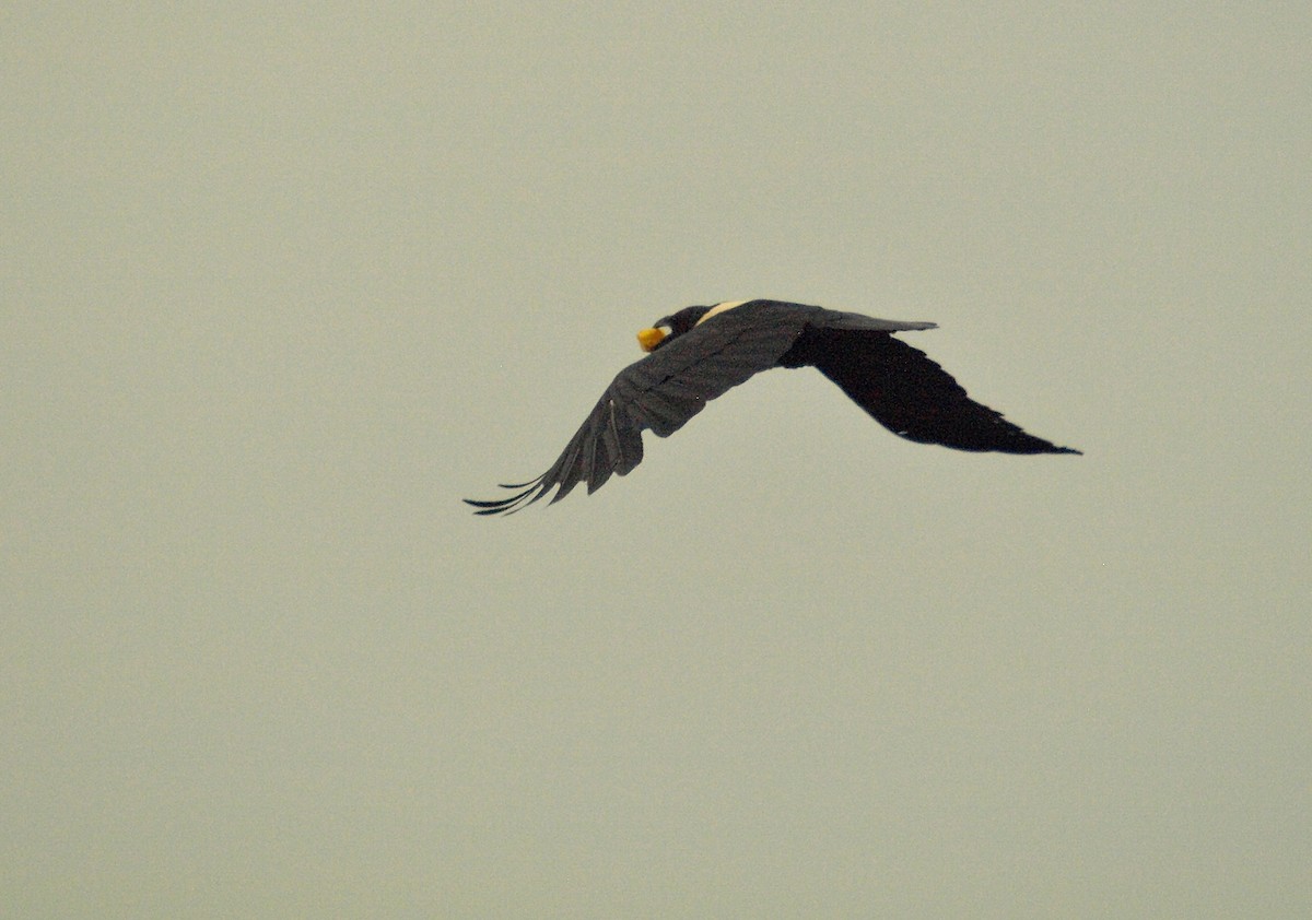 Pied Crow - ML637789046