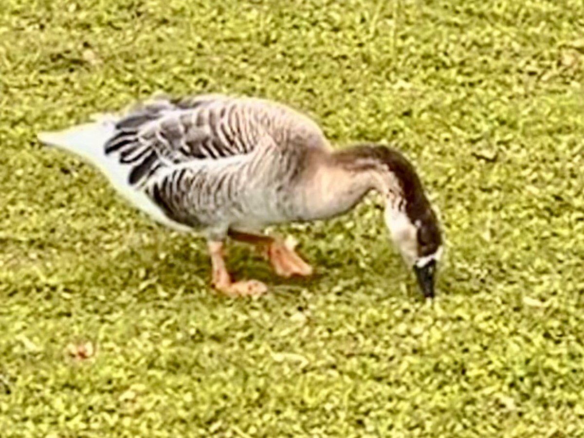 Graylag x Swan Goose (hybrid) - ML637789102