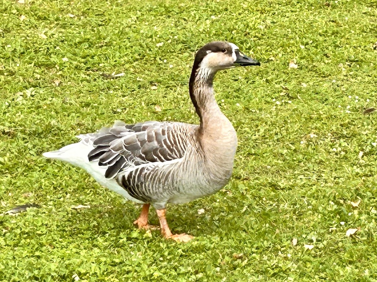 Graylag x Swan Goose (hybrid) - ML637789103
