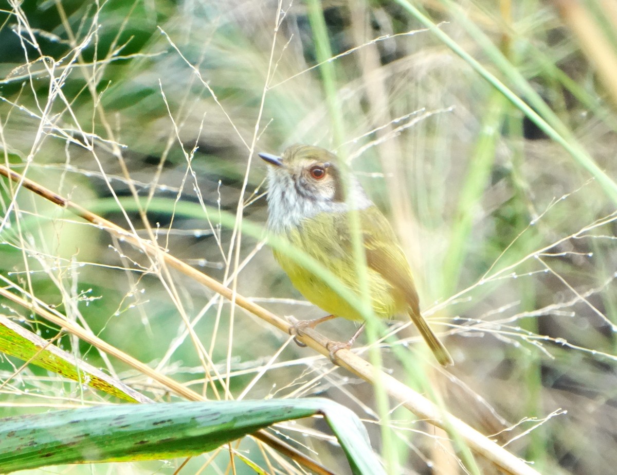 Eared Pygmy-Tyrant - ML637789131