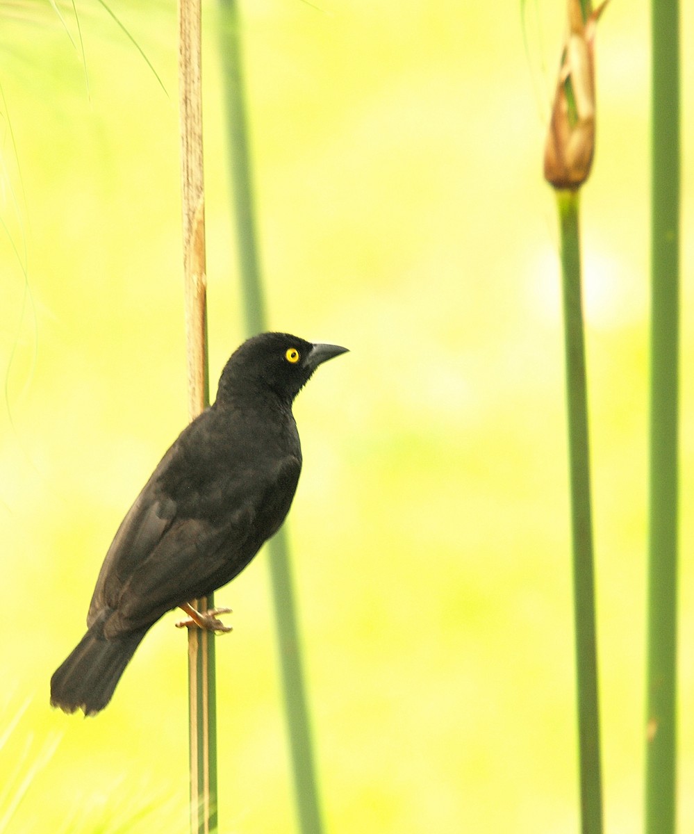 Vieillot's Black Weaver - ML637789138
