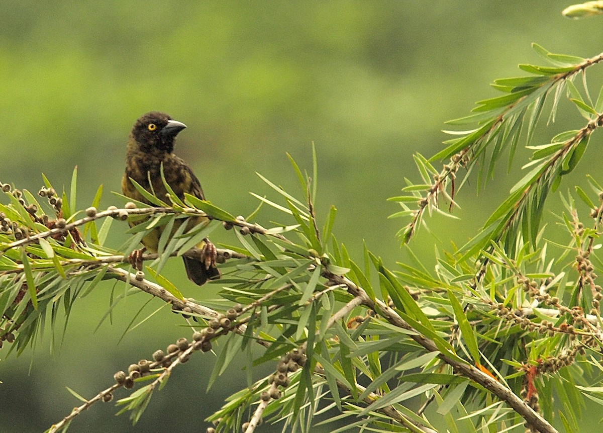 Vieillot's Black Weaver - ML637789139