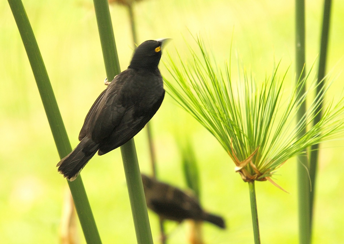 Vieillot's Black Weaver - ML637789142