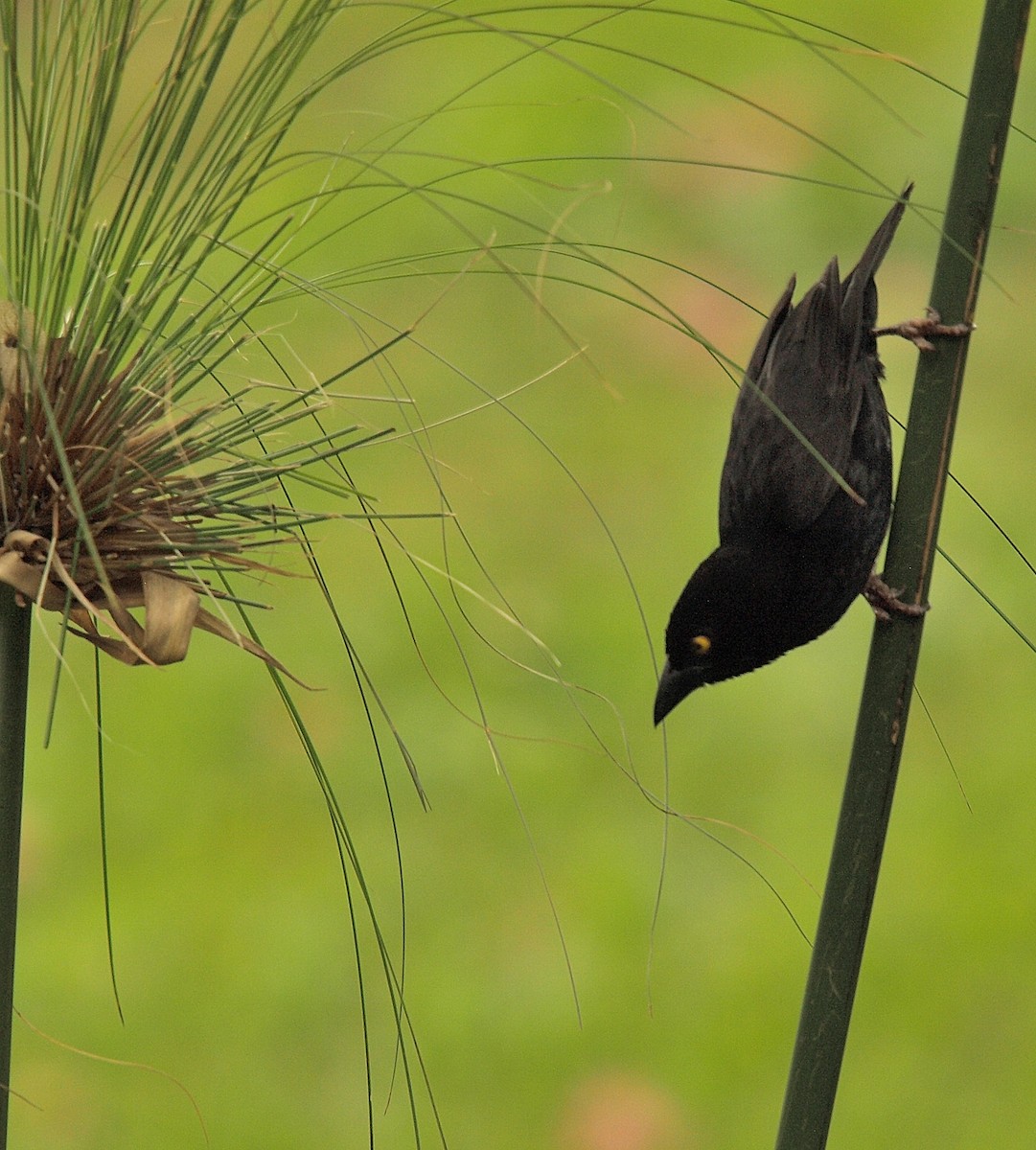 Vieillot's Black Weaver - ML637789143