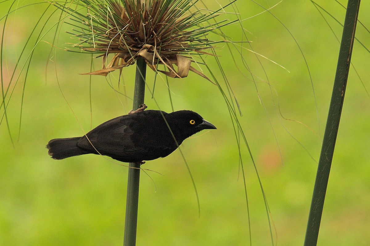 Vieillot's Black Weaver - ML637789145