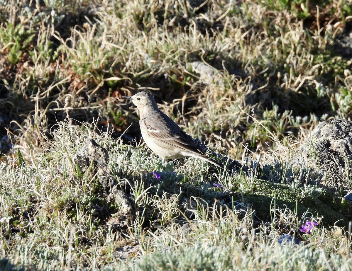 American Pipit - ML637789222