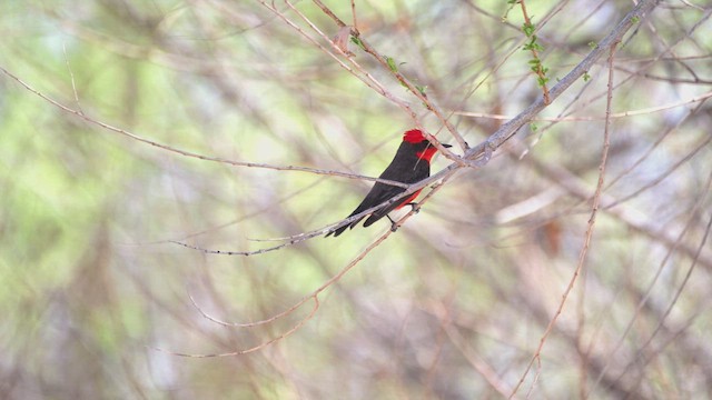 Vermilion Flycatcher - ML637789275