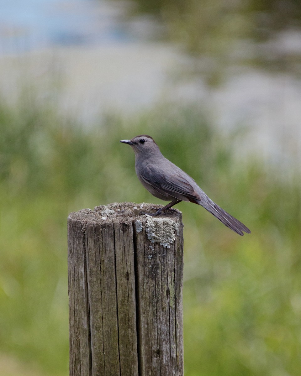 Gray Catbird - ML637789302