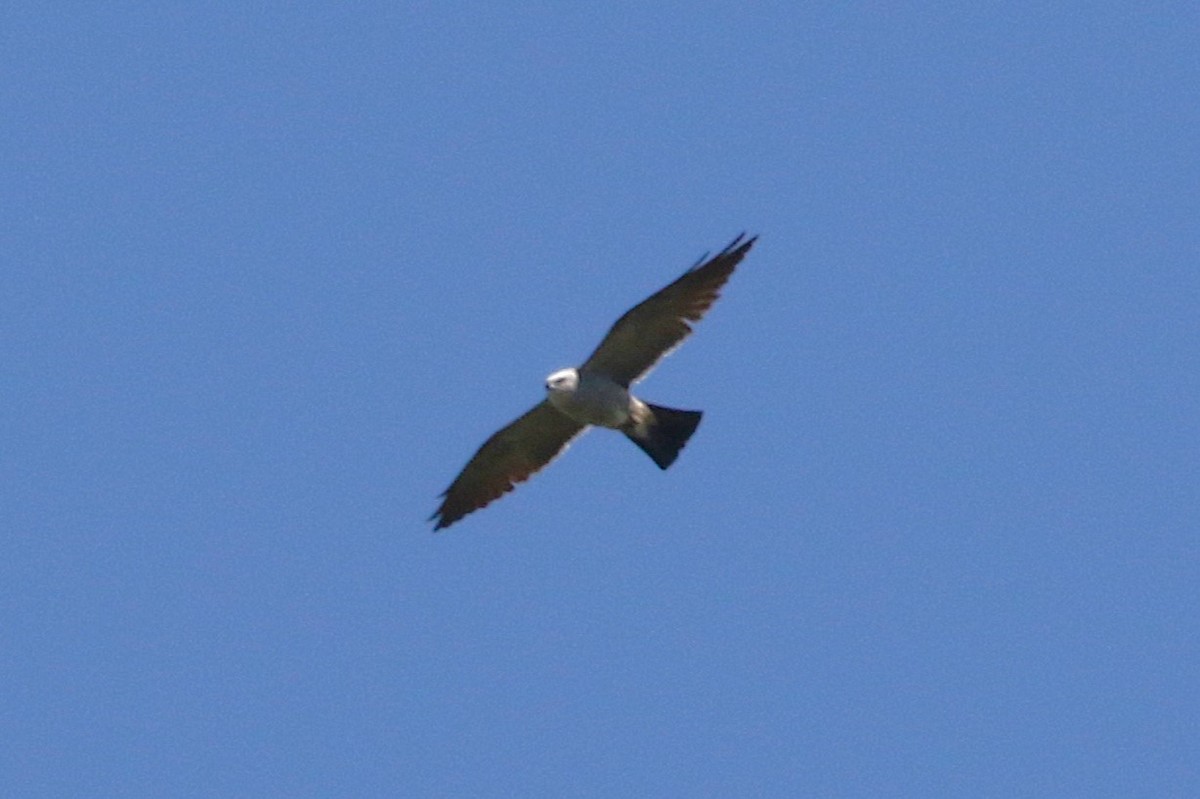 Mississippi Kite - ML637789308