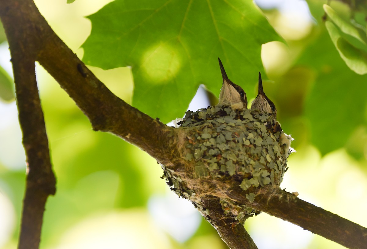 Ruby-throated Hummingbird - ML637789310