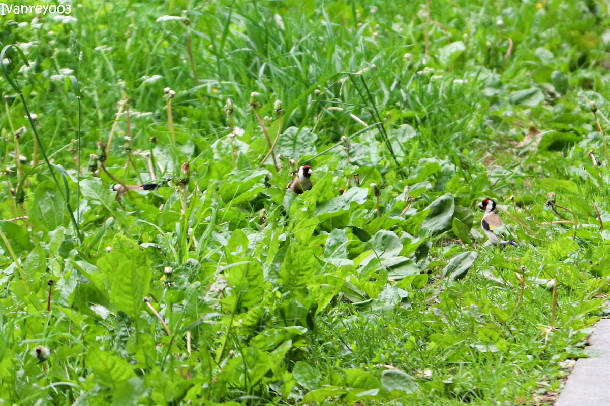 European Goldfinch - ML637789352
