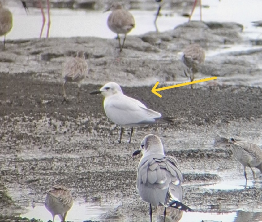 Gull-billed Tern - ML637789385