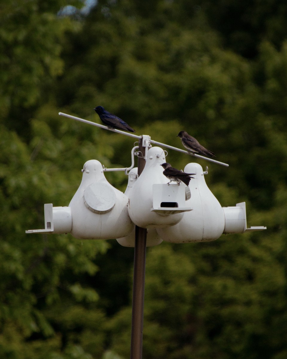Purple Martin - ML637789402