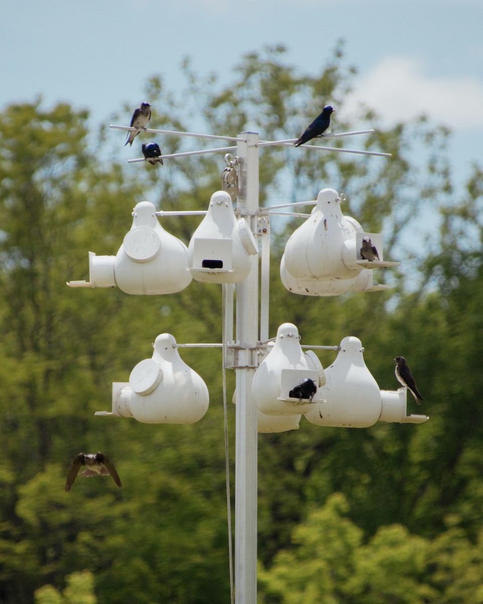 Purple Martin - ML637789403