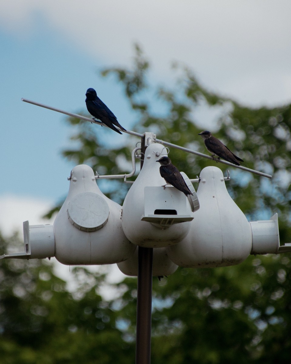 Purple Martin - ML637789404