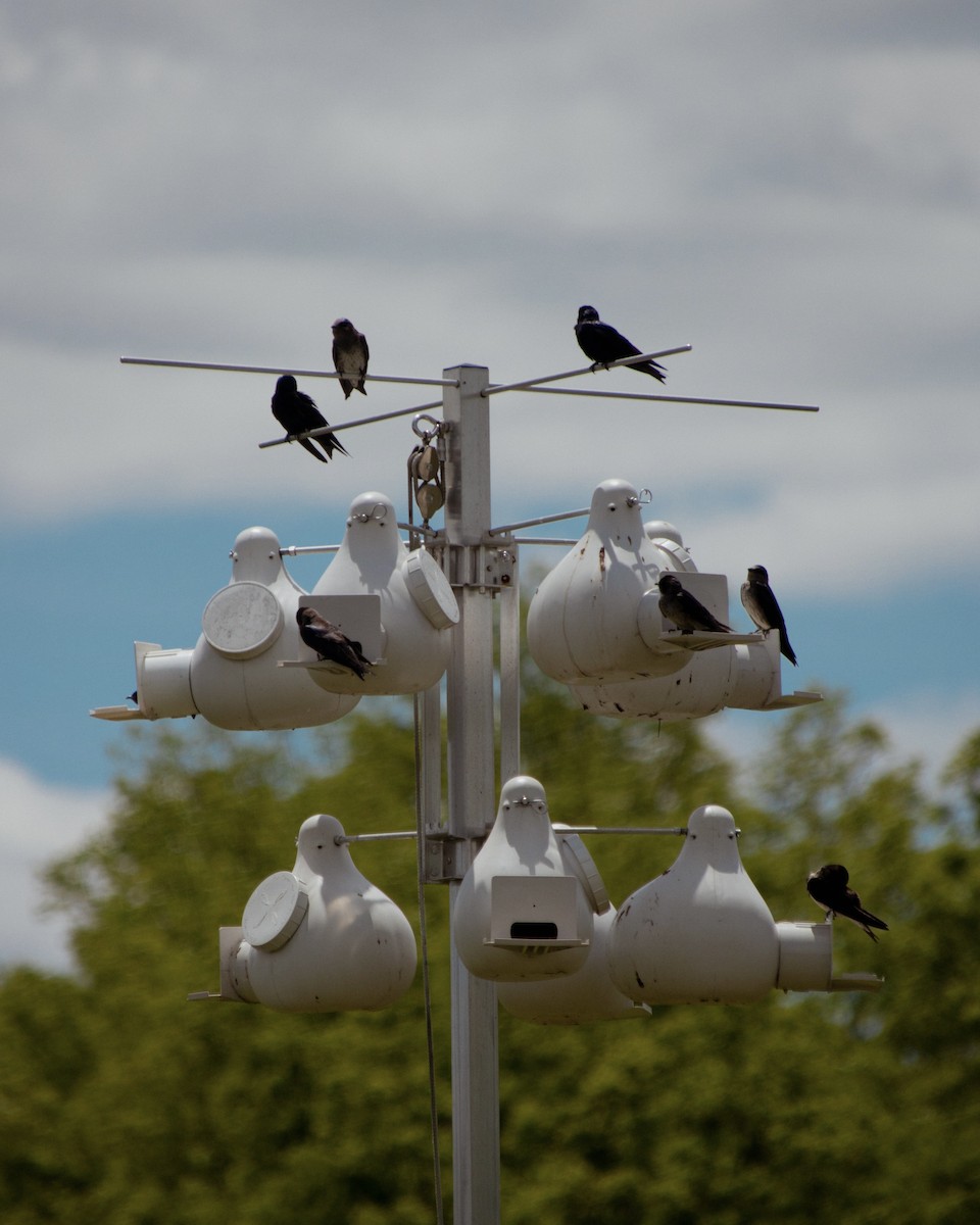 Purple Martin - ML637789405