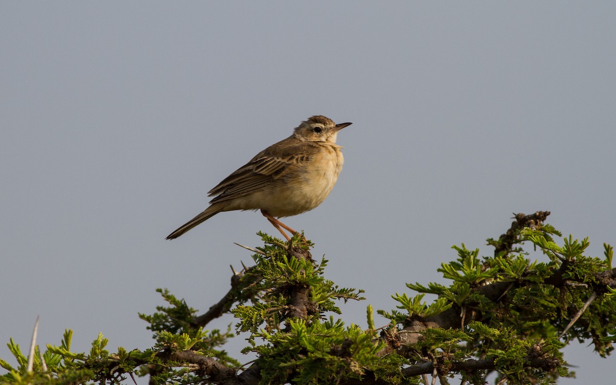 Plain-backed Pipit - ML637789417