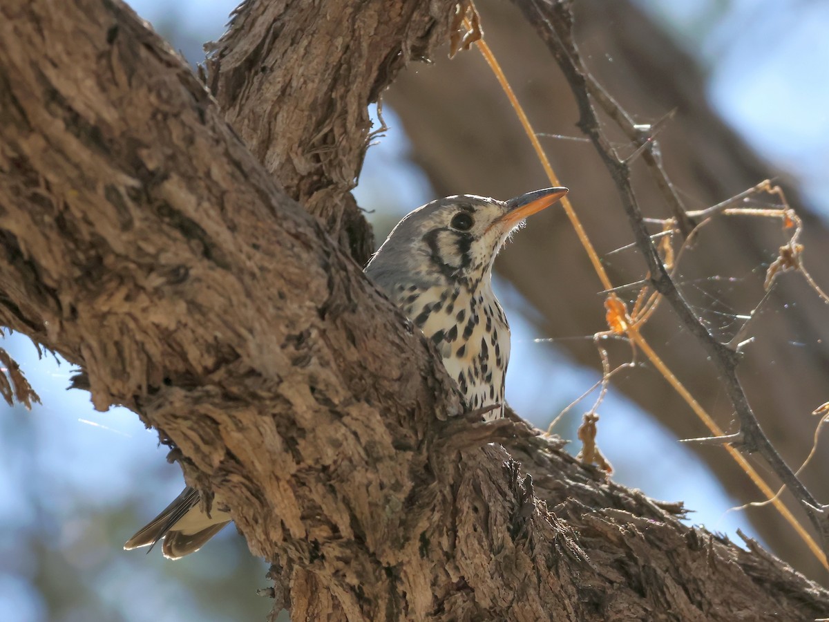 Groundscraper Thrush - ML637789454