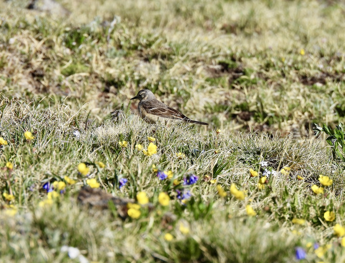 American Pipit - ML637789473