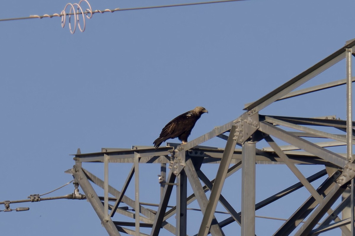 Spanish Eagle - ML637789474
