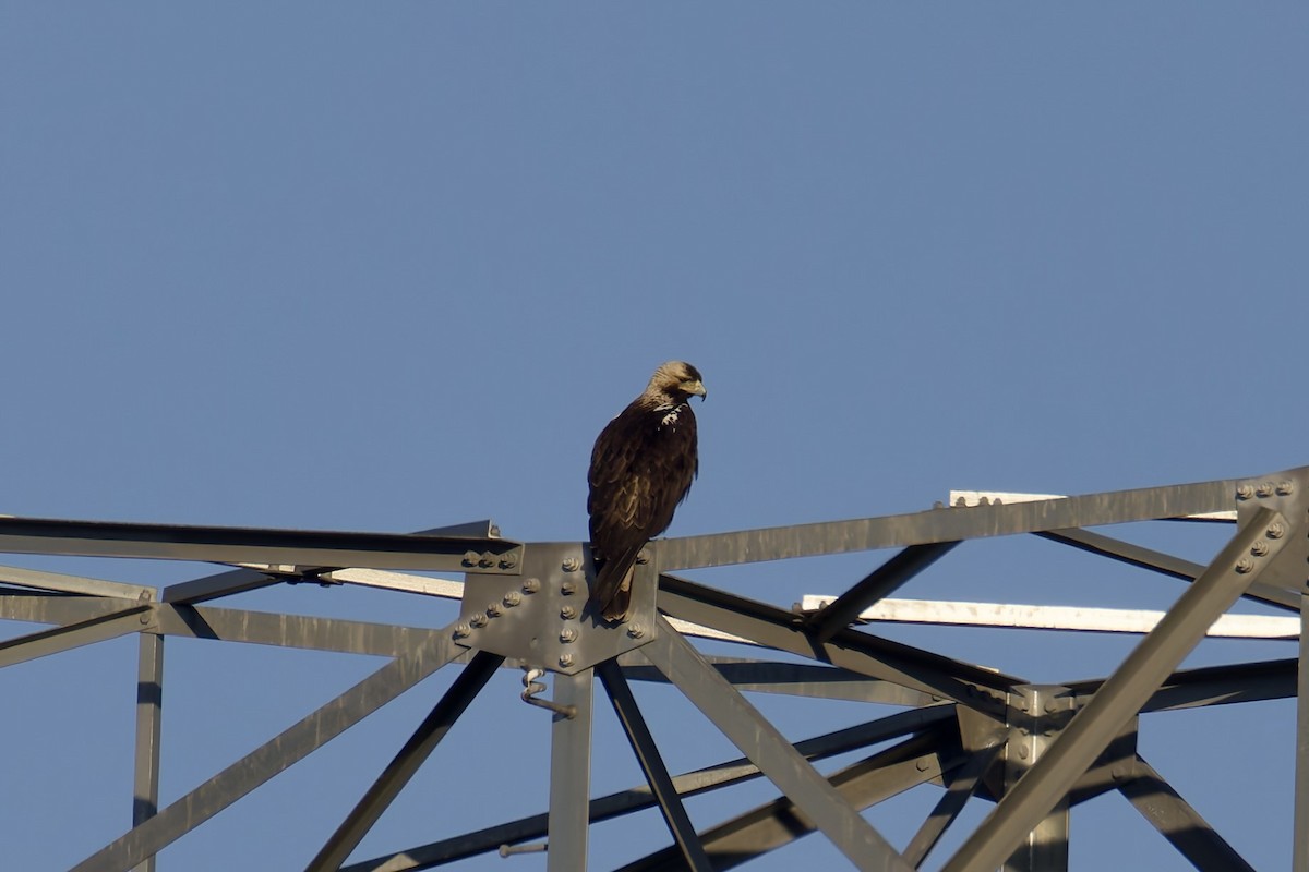 Spanish Eagle - ML637789475