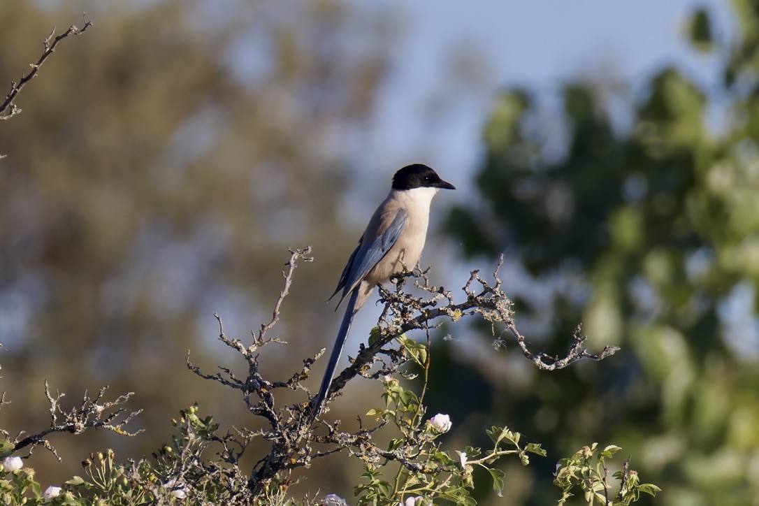 Iberian Magpie - ML637789485