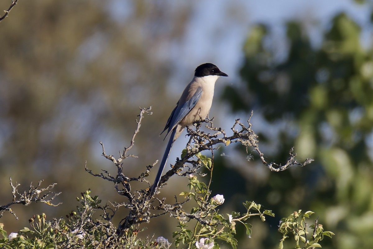 Iberian Magpie - ML637789486