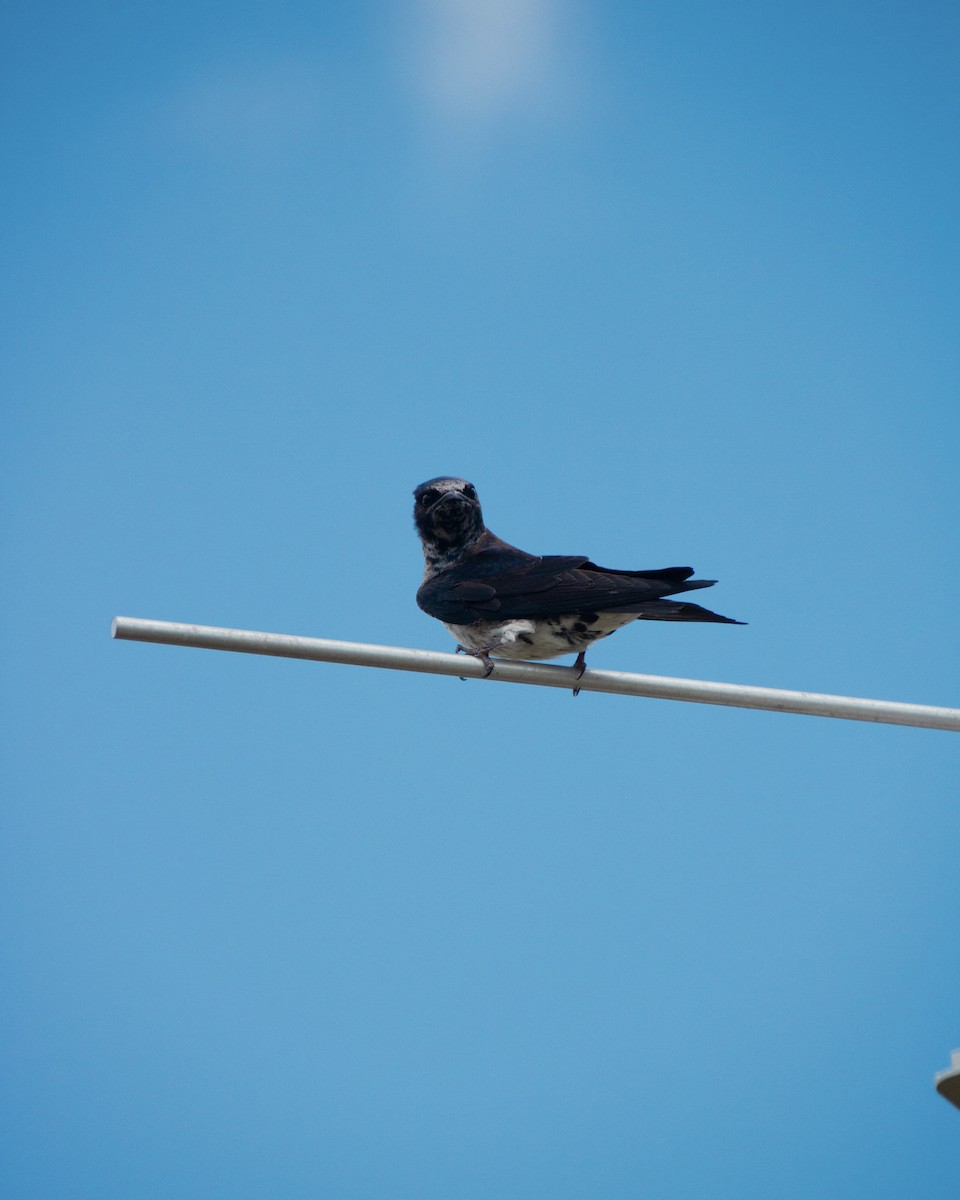 Purple Martin - ML637789507