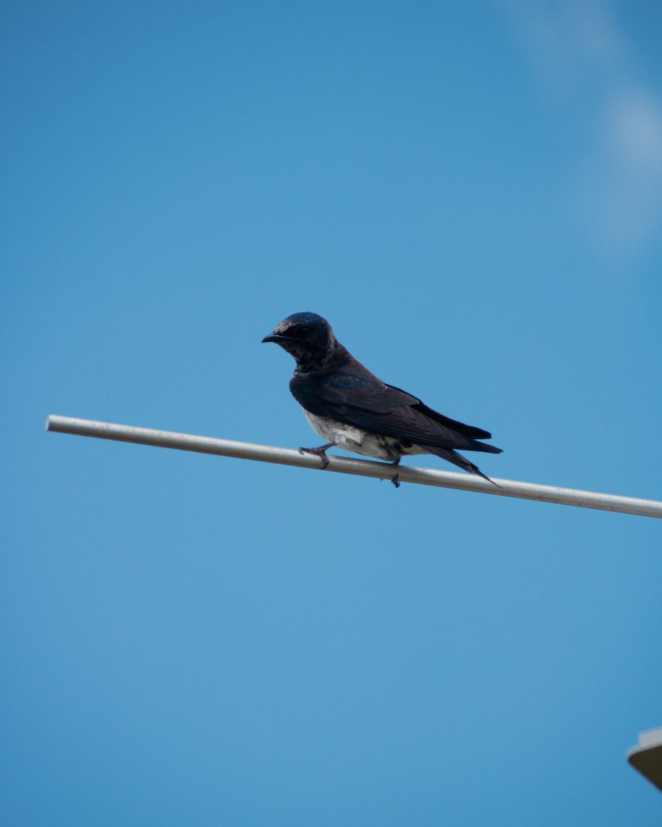 Purple Martin - ML637789508