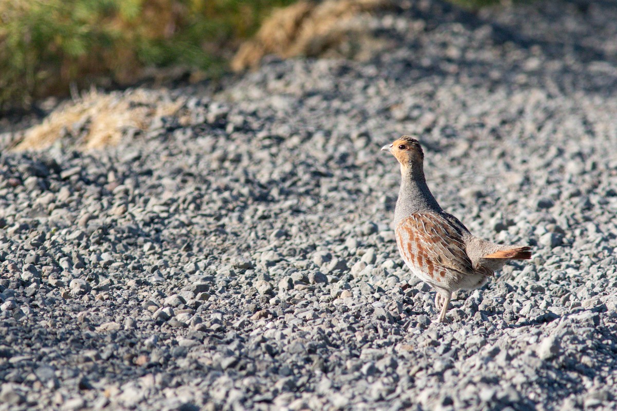 Gray Partridge - ML637789519