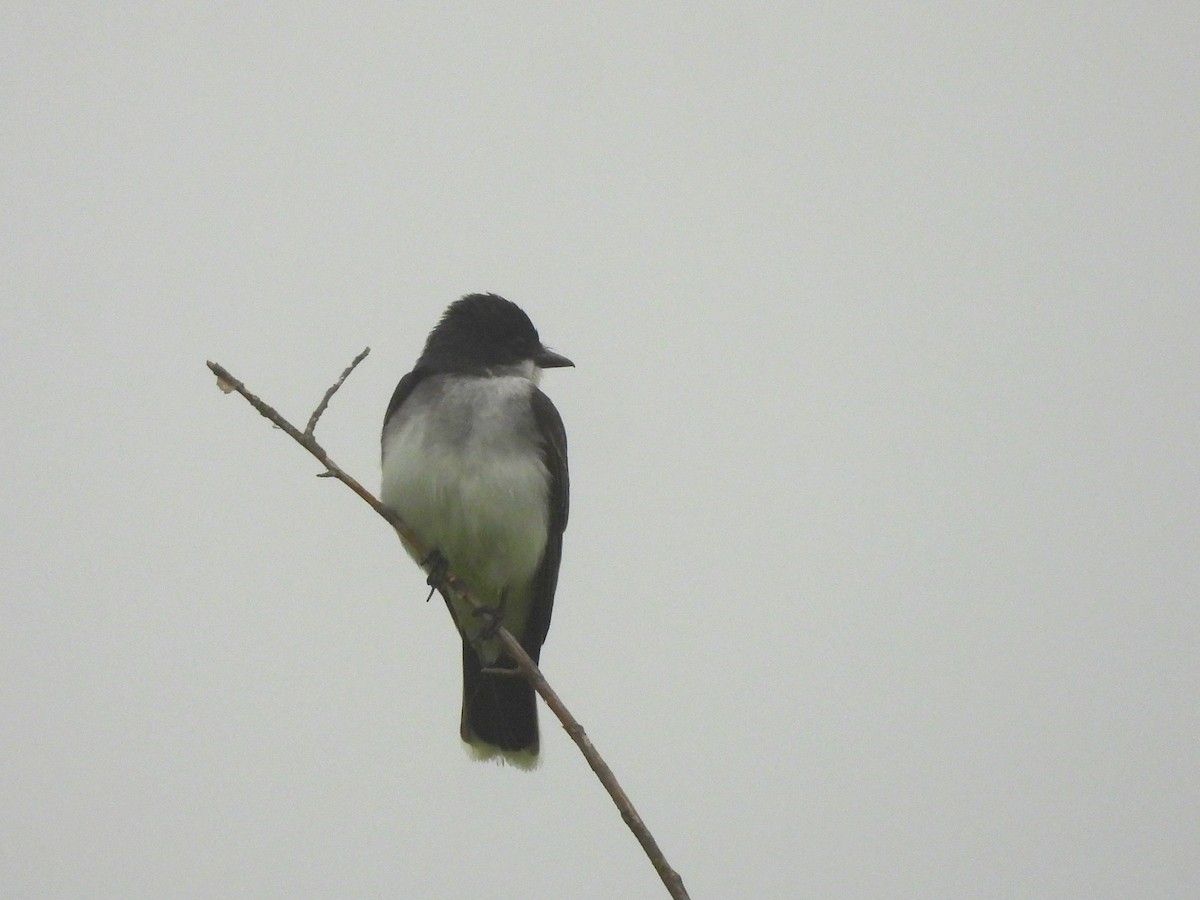 Eastern Kingbird - ML637789542