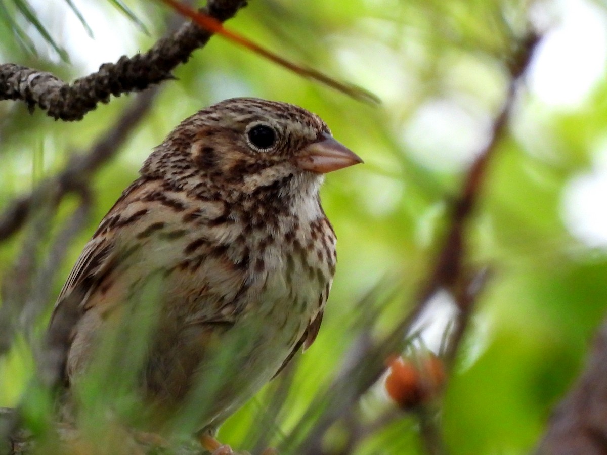 Vesper Sparrow - ML637789610