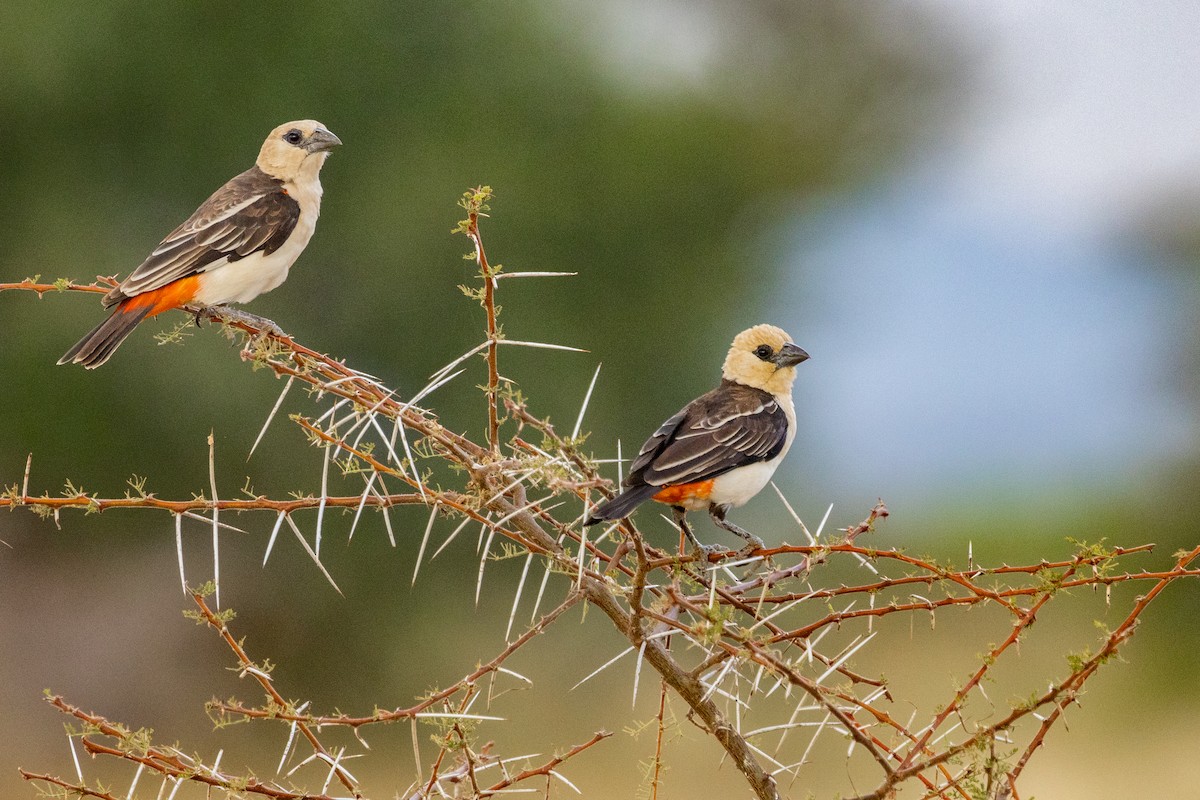 White-headed Buffalo-Weaver - ML637789613