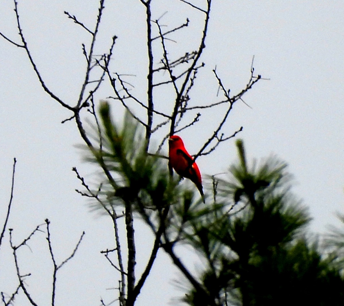 Scarlet Tanager - ML637789691