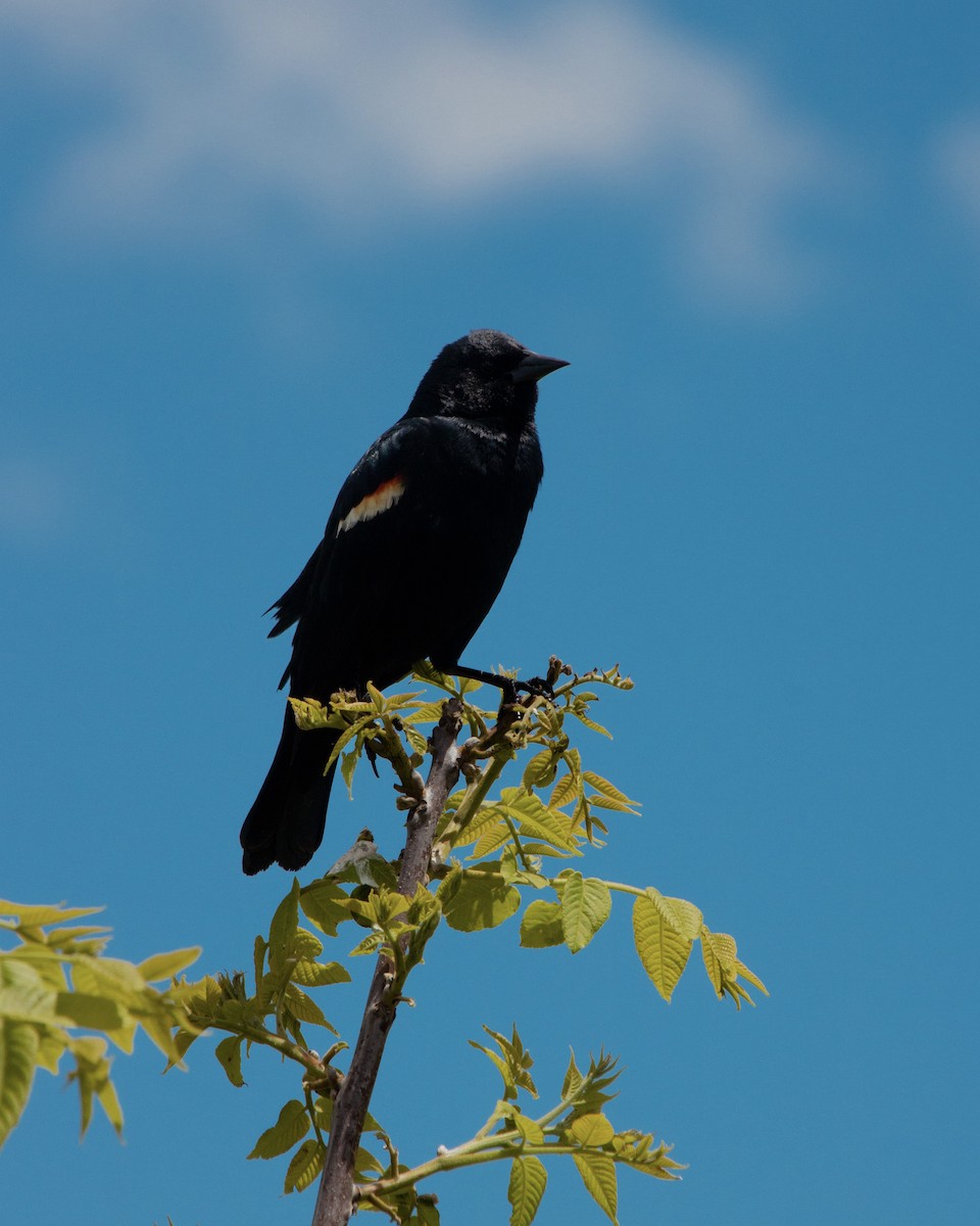 Red-winged Blackbird - ML637789747