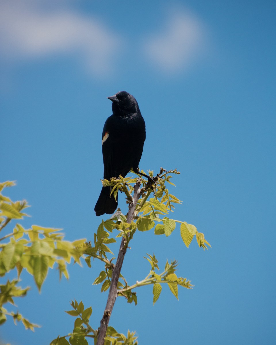Red-winged Blackbird - ML637789748