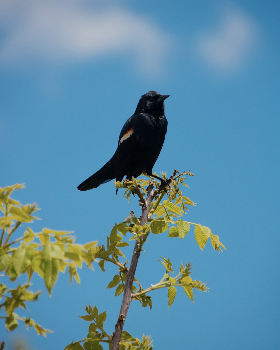 Red-winged Blackbird - ML637789749