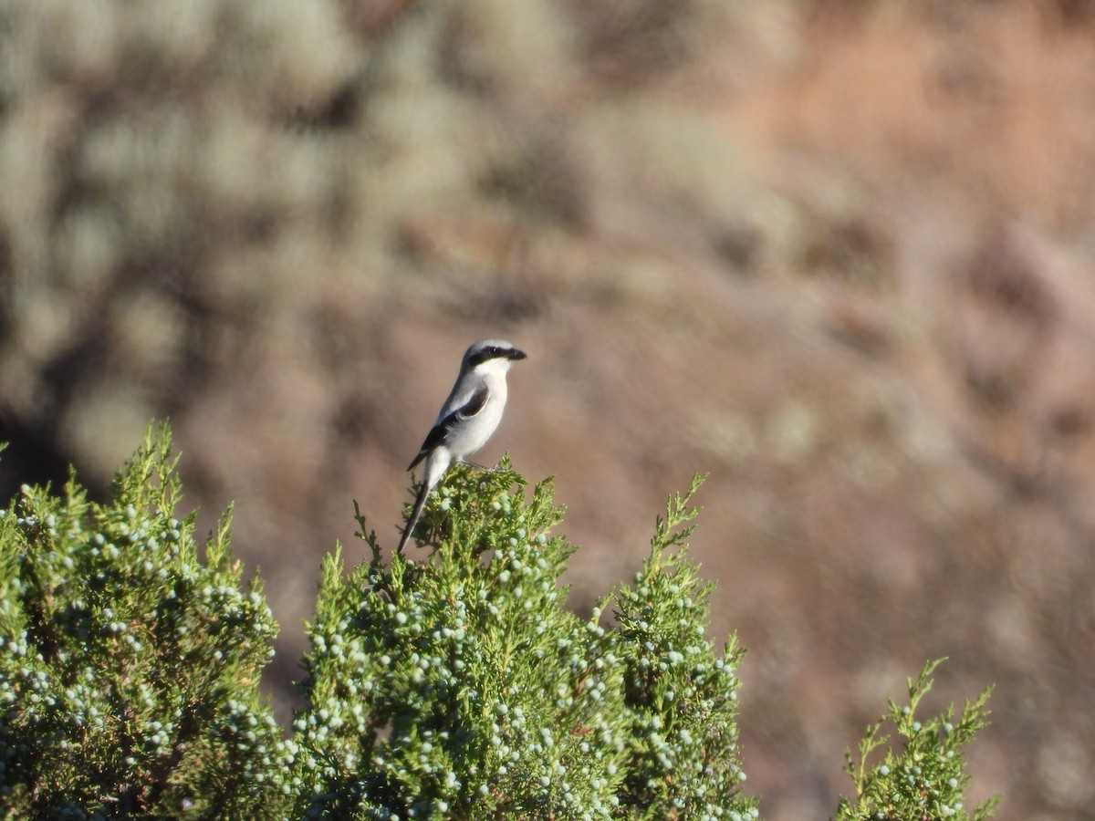 Loggerhead Shrike - ML637789756